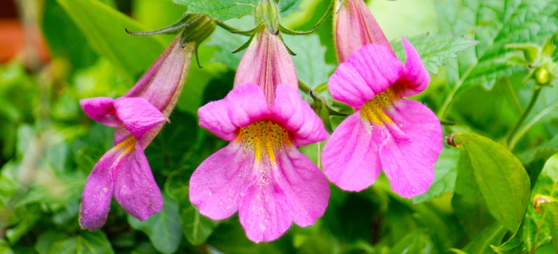 Revitalize Your Health: The Amazing Powers of Rehmannia Glutinosa Unleashed